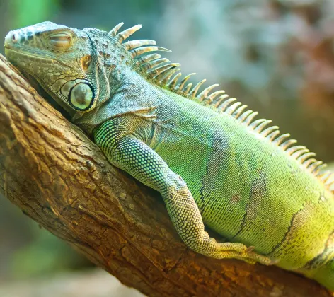 Lizard laying on branch